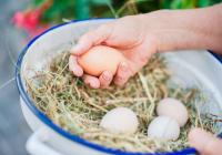 Uova fresche dalle galline felici