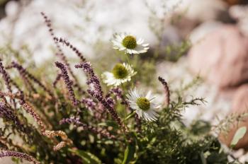 Kräuterwissen am Vigiljoch – zwischen Natur und Mythos