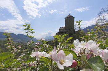 Beginn der Apfelblüte 2018